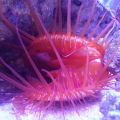 electric flame scallop